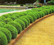 boxwood.gif