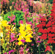 snapdragon.gif