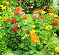 zinnia.gif